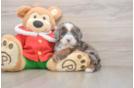 Playful Mini Bernadoodle Poodle Mix Puppy