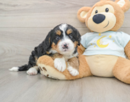 6 week old Mini Bernedoodle Puppy For Sale - Simply Southern Pups