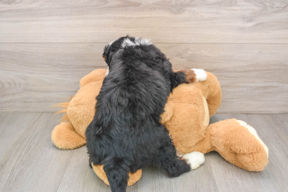 Happy Mini Bernedoodle Baby