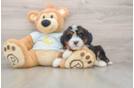 Mini Bernedoodle Puppy for Adoption
