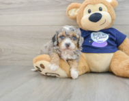 7 week old Mini Bernedoodle Puppy For Sale - Simply Southern Pups