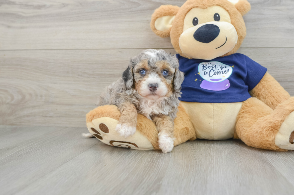 7 week old Mini Bernedoodle Puppy For Sale - Simply Southern Pups