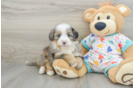 Mini Bernedoodle Pup Being Cute