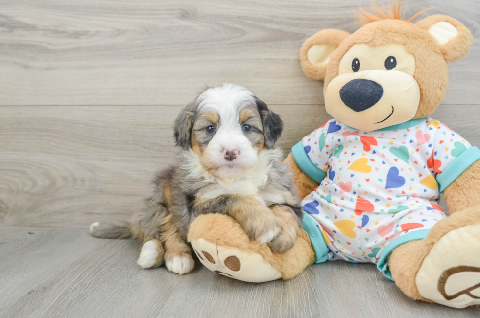 6 week old Mini Bernedoodle Puppy For Sale - Simply Southern Pups