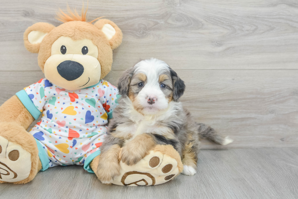 Mini Bernedoodle Puppy for Adoption