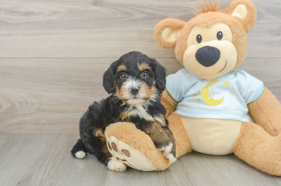 5 week old Mini Bernedoodle Puppy For Sale - Simply Southern Pups