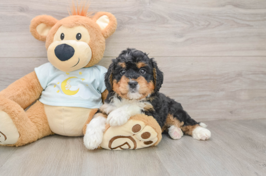 Mini Bernedoodle Pup Being Cute