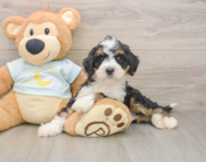 8 week old Mini Bernedoodle Puppy For Sale - Simply Southern Pups