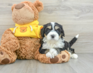 7 week old Mini Bernedoodle Puppy For Sale - Simply Southern Pups