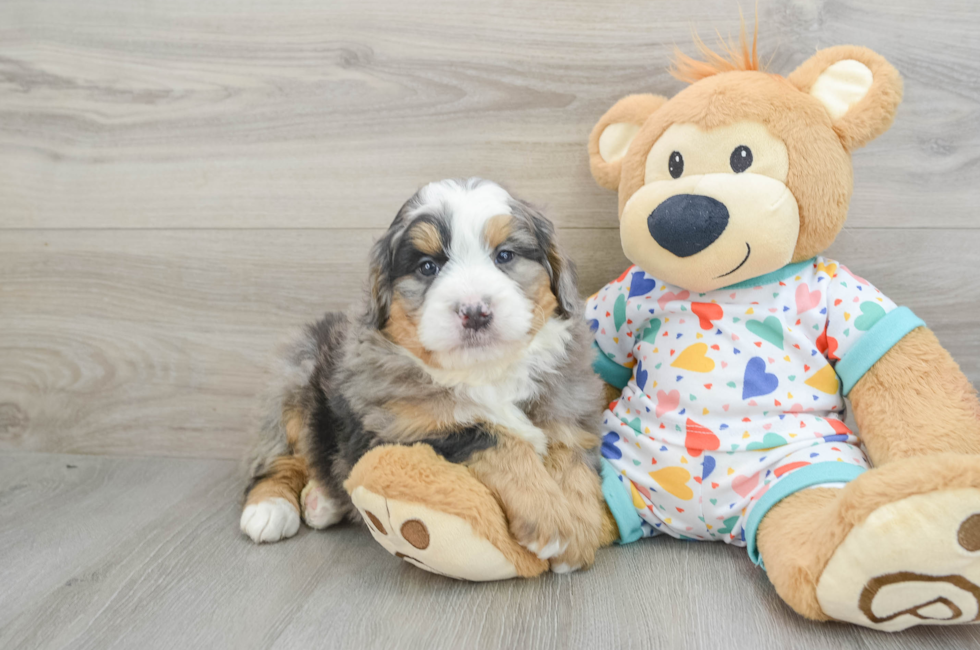 6 week old Mini Bernedoodle Puppy For Sale - Simply Southern Pups