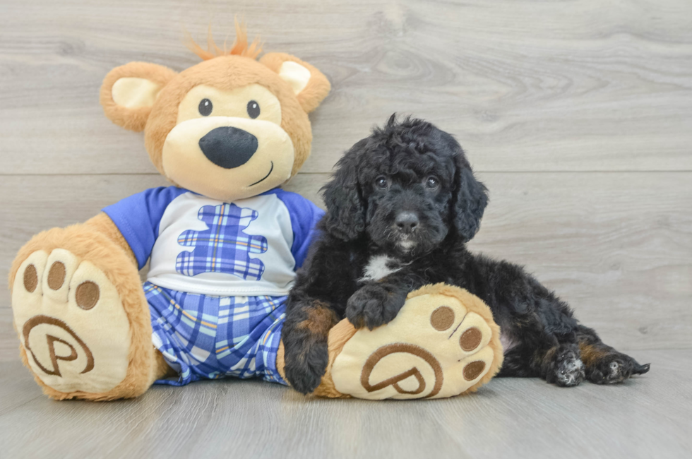 5 week old Mini Bernedoodle Puppy For Sale - Simply Southern Pups