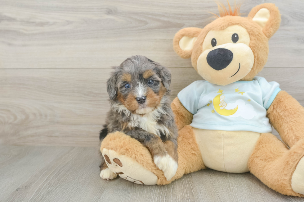 5 week old Mini Bernedoodle Puppy For Sale - Simply Southern Pups
