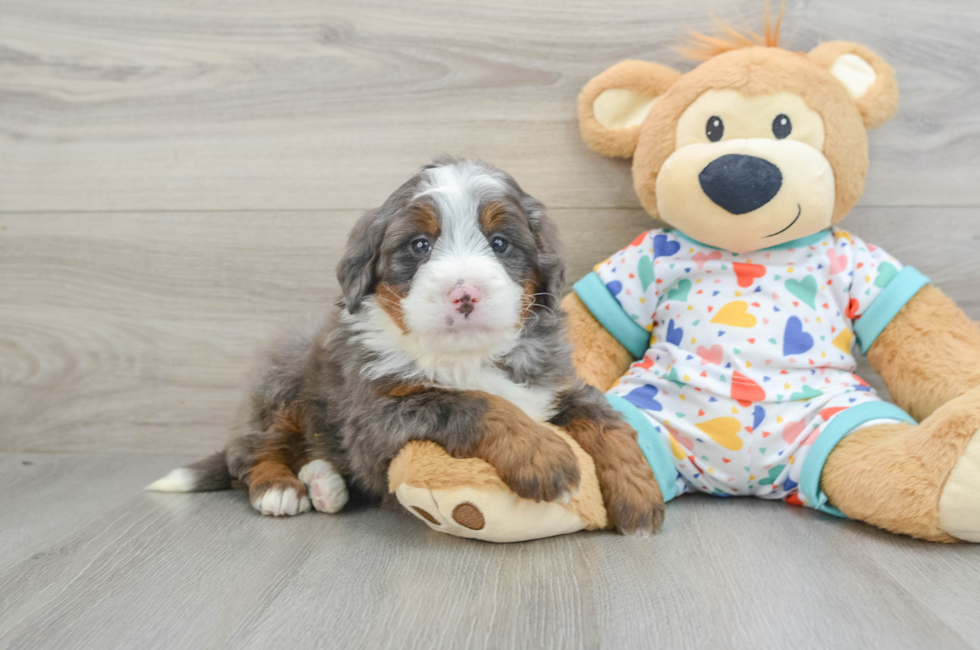 6 week old Mini Bernedoodle Puppy For Sale - Simply Southern Pups