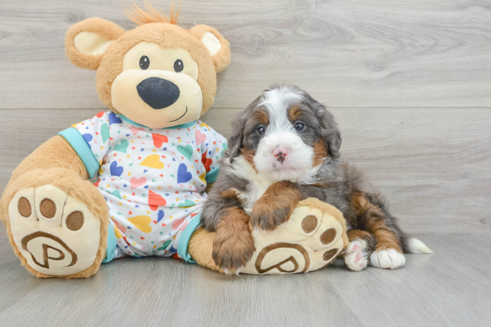 Little Bernadoodle Poodle Mix Puppy