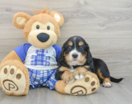 8 week old Mini Bernedoodle Puppy For Sale - Simply Southern Pups