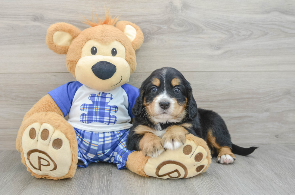6 week old Mini Bernedoodle Puppy For Sale - Simply Southern Pups