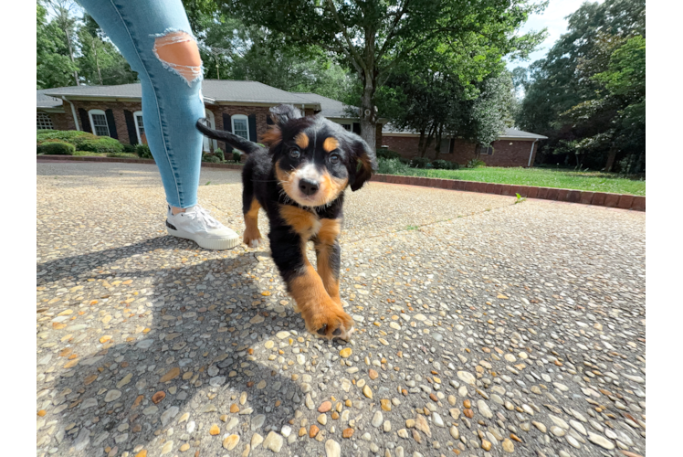 Cute Mini Bernedoodle Baby