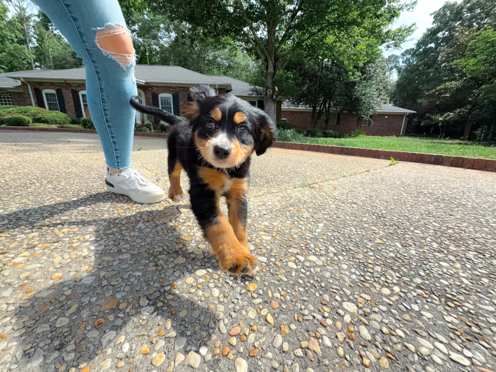 Cute Mini Bernedoodle Baby