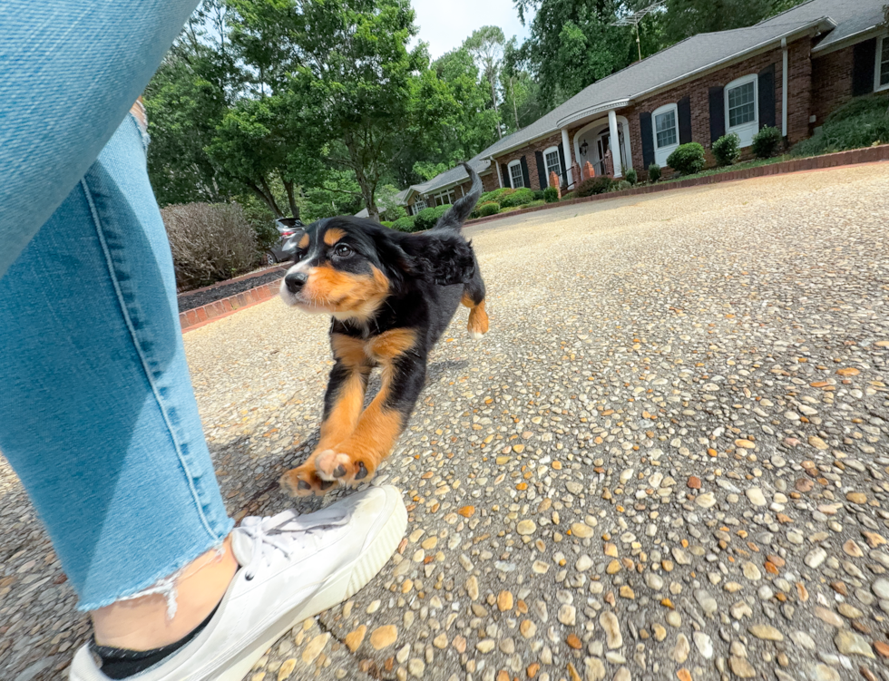 Cute Mini Bernedoodle Baby