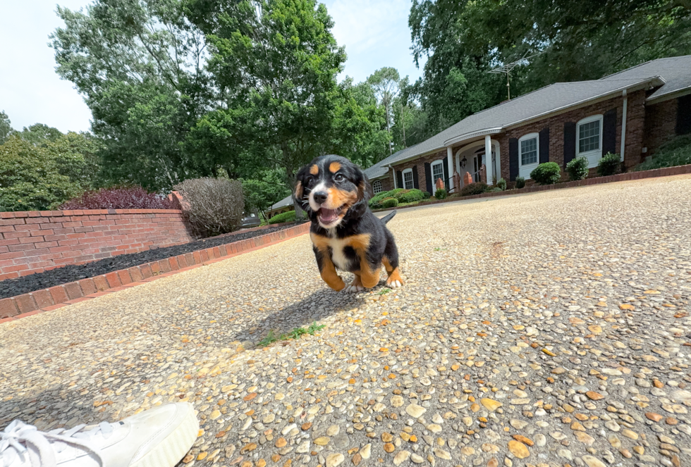 Mini Bernedoodle Puppy for Adoption
