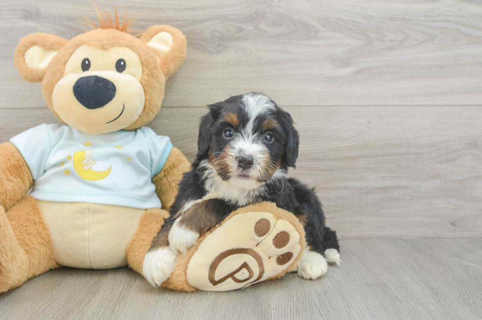 5 week old Mini Bernedoodle Puppy For Sale - Simply Southern Pups