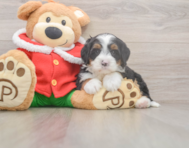 6 week old Mini Bernedoodle Puppy For Sale - Simply Southern Pups