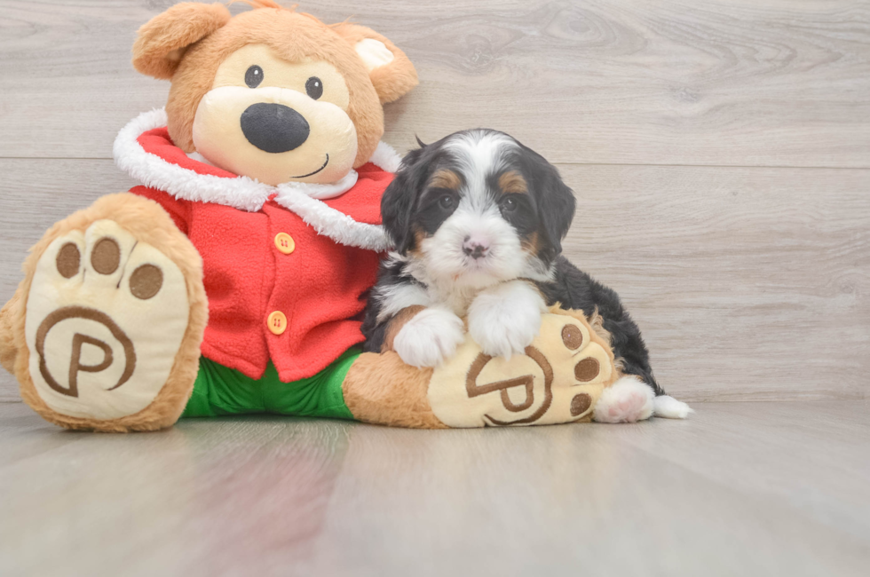 6 week old Mini Bernedoodle Puppy For Sale - Simply Southern Pups