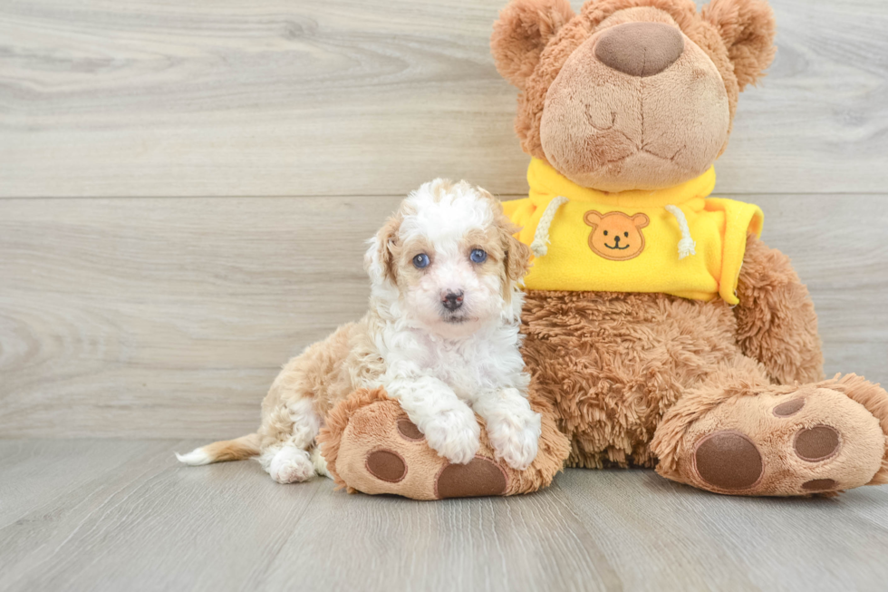 Friendly Mini Bernedoodle Baby