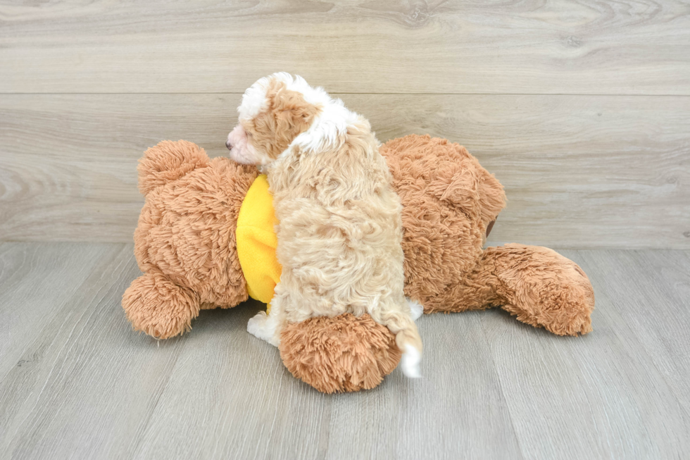 Mini Bernedoodle Puppy for Adoption