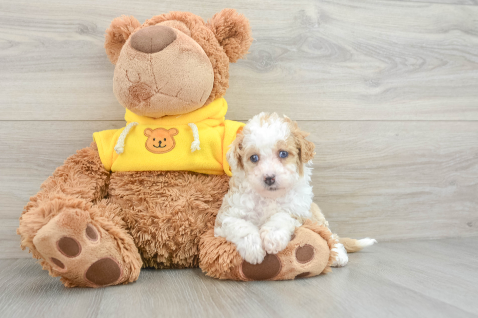 Best Mini Bernedoodle Baby