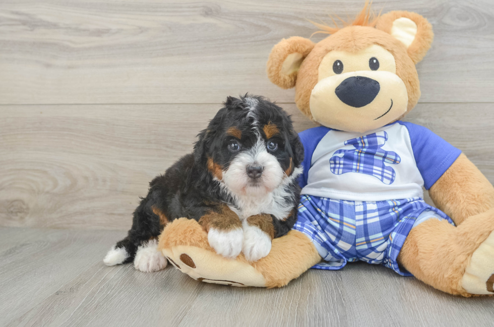 5 week old Mini Bernedoodle Puppy For Sale - Simply Southern Pups