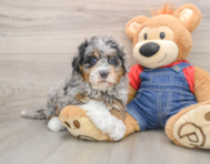 5 week old Mini Bernedoodle Puppy For Sale - Simply Southern Pups