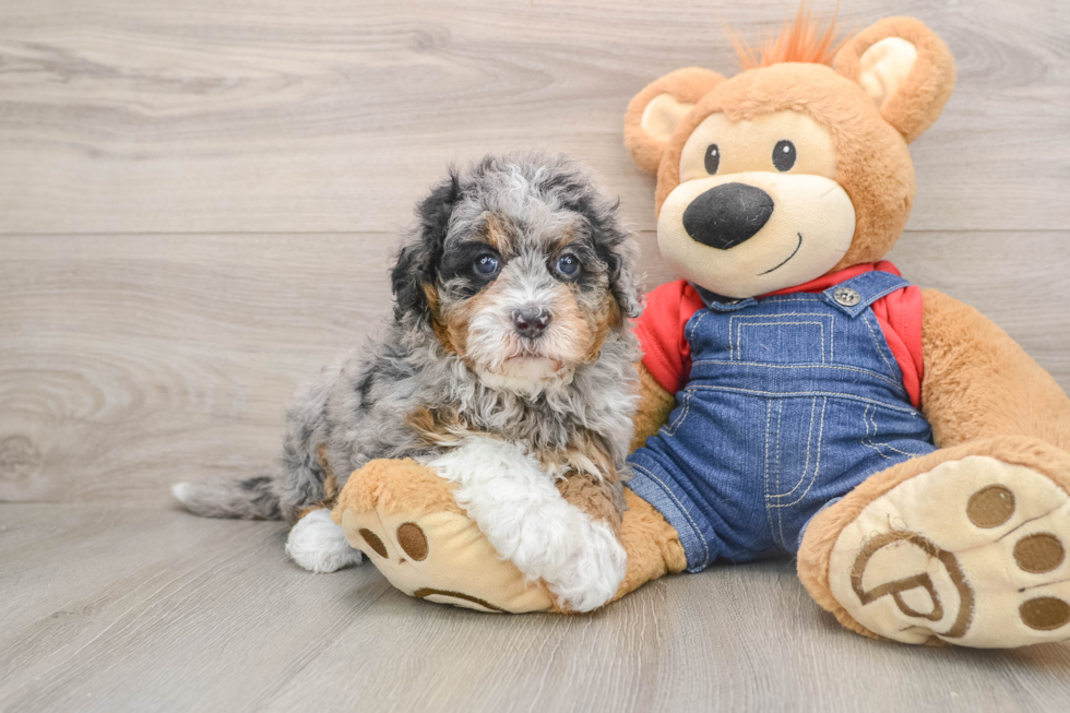 Best Mini Bernedoodle Baby