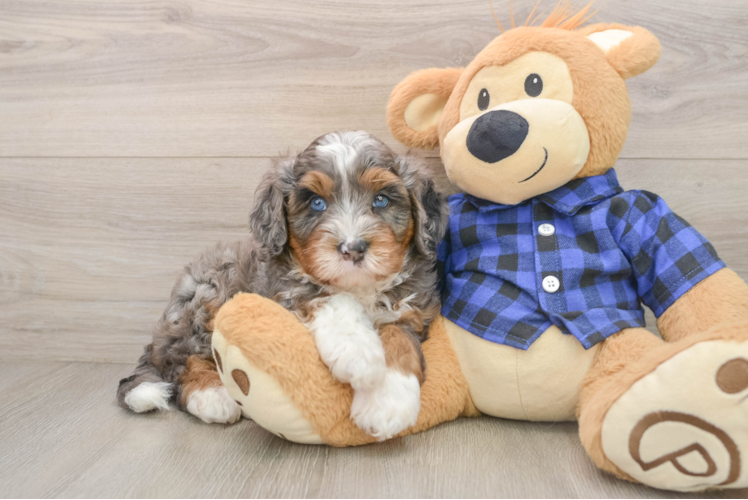 Mini Bernedoodle Pup Being Cute
