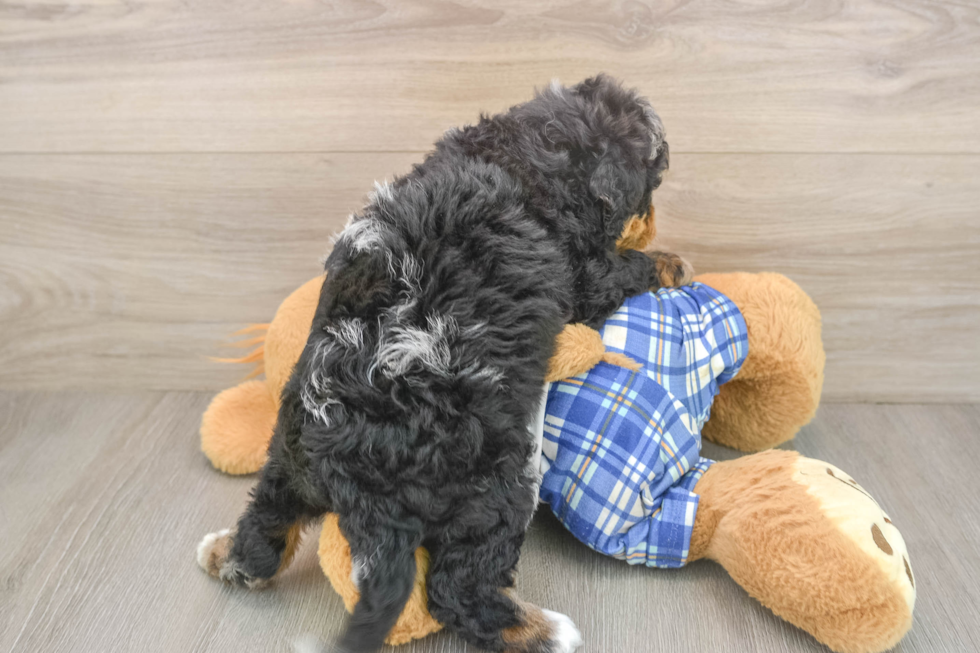 Cute Mini Bernedoodle Baby