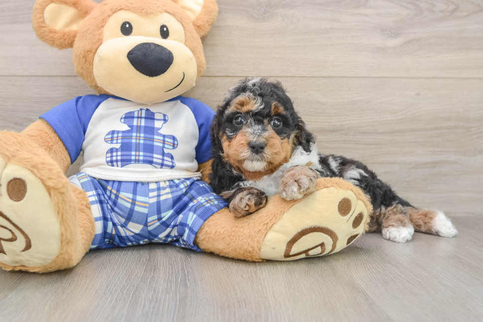 Fluffy Mini Bernedoodle Poodle Mix Pup