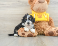 9 week old Mini Bernedoodle Puppy For Sale - Simply Southern Pups