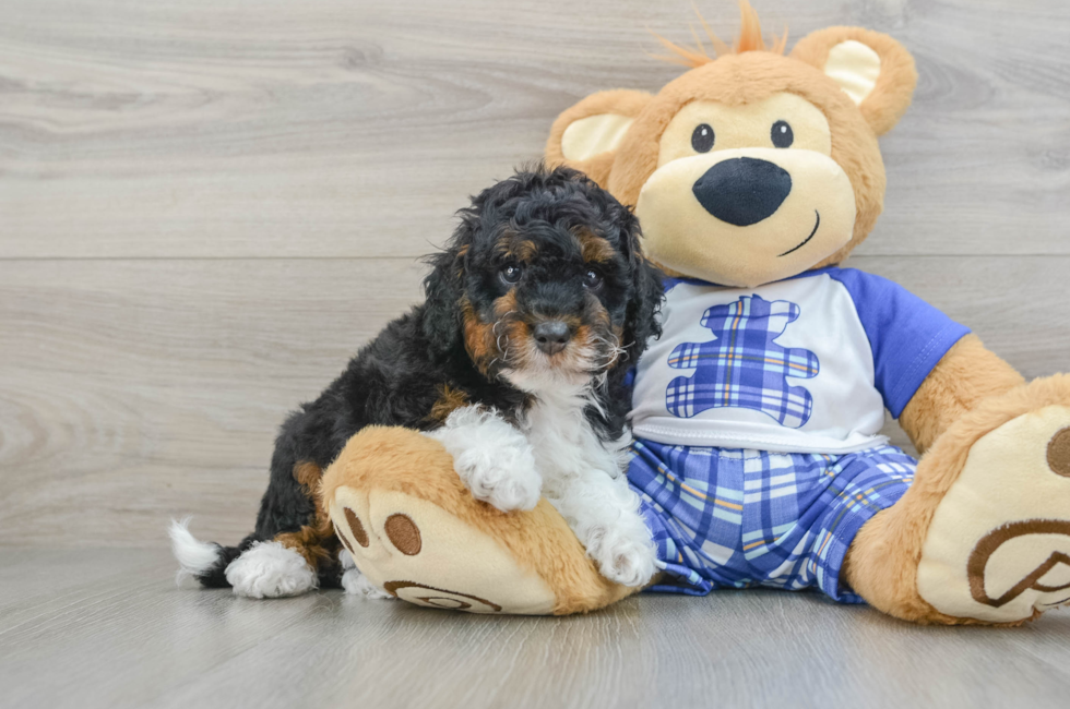 7 week old Mini Bernedoodle Puppy For Sale - Simply Southern Pups