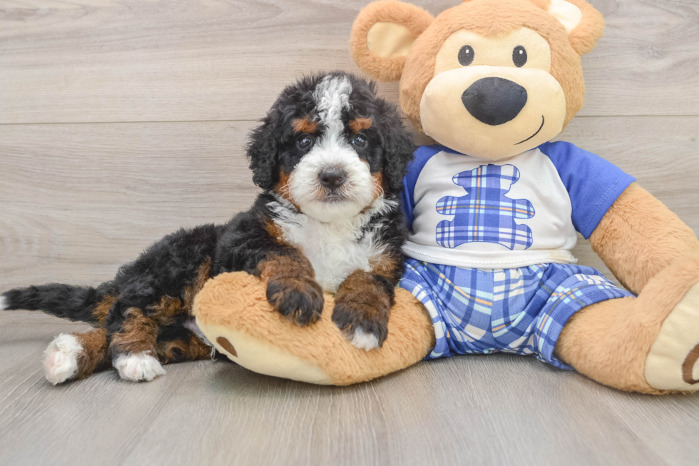 Mini Bernedoodle Pup Being Cute