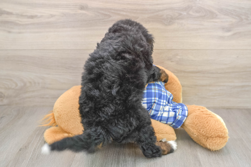 Energetic Mini Bernesedoodle Poodle Mix Puppy