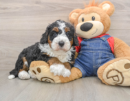 5 week old Mini Bernedoodle Puppy For Sale - Simply Southern Pups