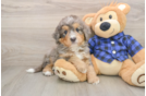 Adorable Mini Bernesedoodle Poodle Mix Puppy