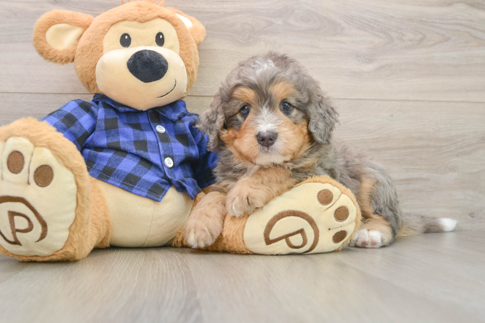 Energetic Mini Bernadoodle Poodle Mix Puppy