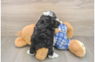 Best Mini Bernedoodle Baby