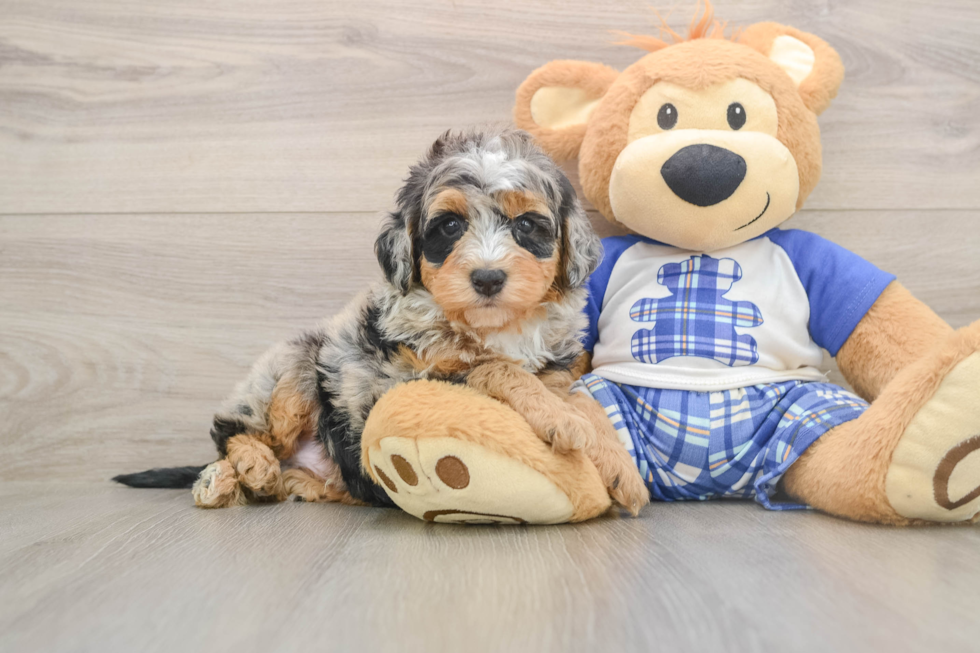 Mini Bernedoodle Pup Being Cute