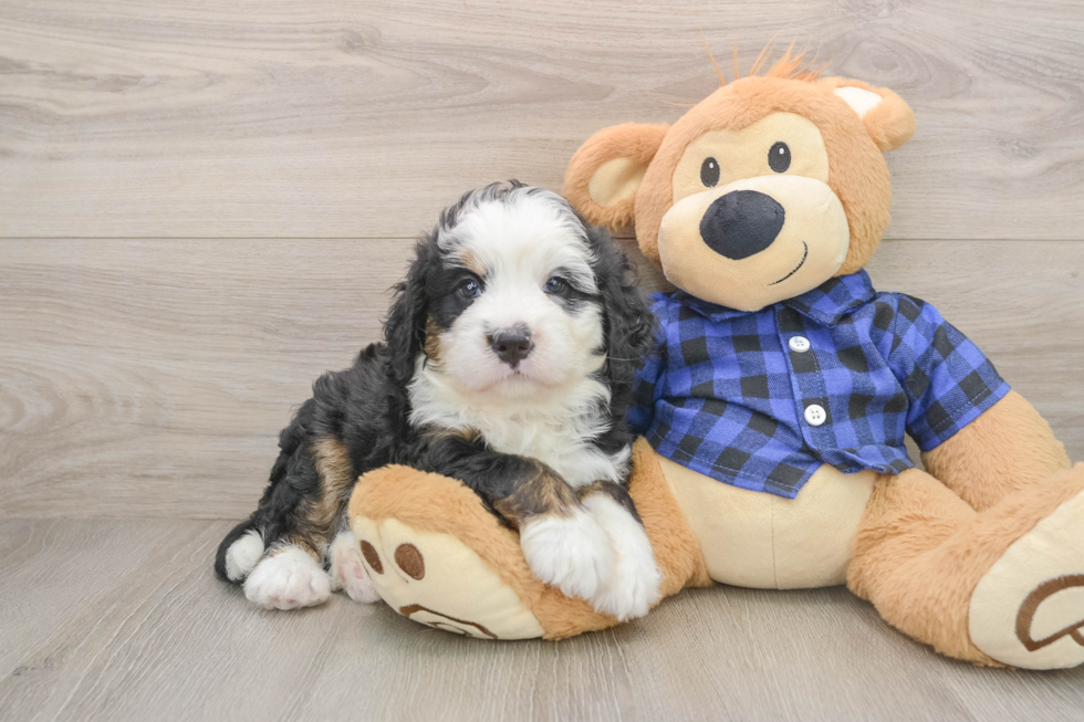 Mini Bernedoodle Puppy for Adoption