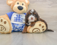 5 week old Mini Bernedoodle Puppy For Sale - Simply Southern Pups