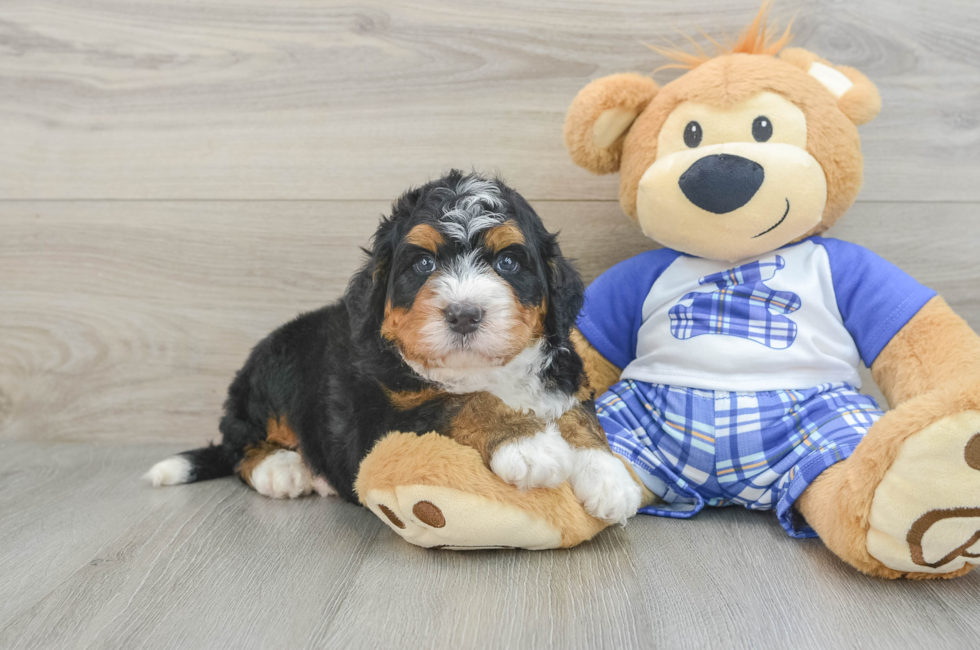 5 week old Mini Bernedoodle Puppy For Sale - Simply Southern Pups