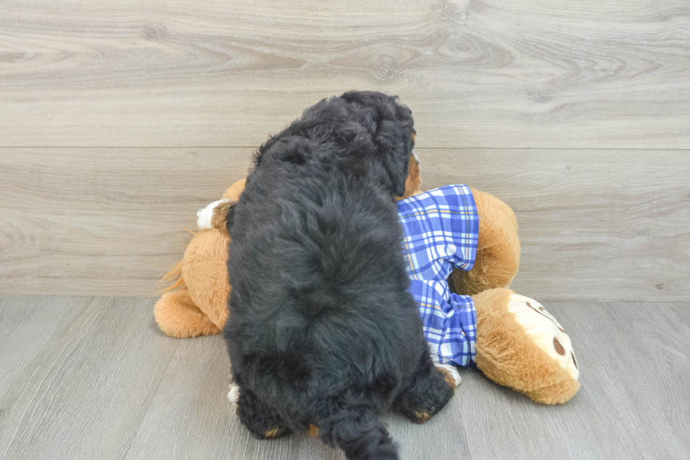 Popular Mini Bernedoodle Poodle Mix Pup