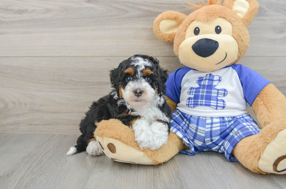 7 week old Mini Bernedoodle Puppy For Sale - Simply Southern Pups